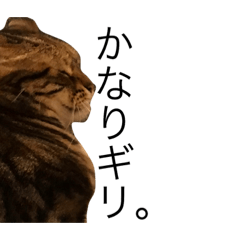 [LINEスタンプ] 猫ズ②