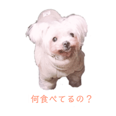 [LINEスタンプ] 老犬マルチーズ・ペル 
