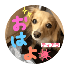 [LINEスタンプ] チワックスのティアラ 