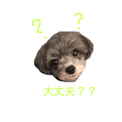 [LINEスタンプ] アデルと毎日 