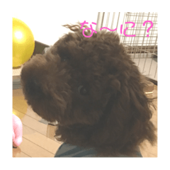 [LINEスタンプ] 私の愛犬。 