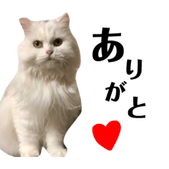 [LINEスタンプ] 橋本家のネコたち 
