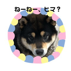 [LINEスタンプ] 黒柴ルルくん。 