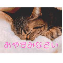 [LINEスタンプ] ねこちゃんの気持ち