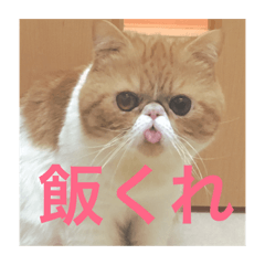 [LINEスタンプ] ねこの大五郎