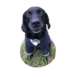 [LINEスタンプ] 短足黒犬。