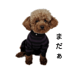 [LINEスタンプ] コタローの1