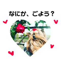 [LINEスタンプ] berry's stamp♡