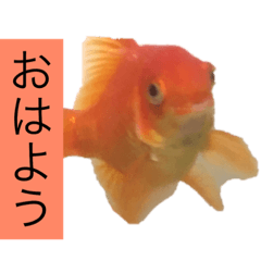 [LINEスタンプ] 金魚と亀のスタンプ