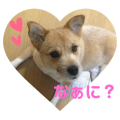 [LINEスタンプ] ふぁんきーファミリー