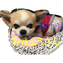[LINEスタンプ] となりん