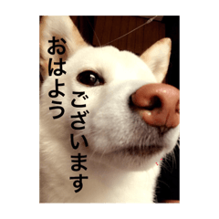 [LINEスタンプ] 白柴コマちゃん