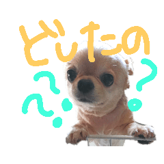 [LINEスタンプ] チワワのりょーくん