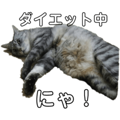 [LINEスタンプ] ととここあ猫スタンプ2