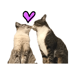 [LINEスタンプ] 猫の兄妹