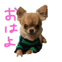 [LINEスタンプ] チワワのチャイ3歳です 