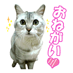[LINEスタンプ] もこもこ！もこ氏！ 