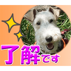 [LINEスタンプ] ワイアーフォックステリアの日常会話