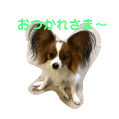 [LINEスタンプ] パピヨン♡ぴのとぷりん