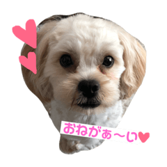 [LINEスタンプ] シュガーさん家のレオくん☆