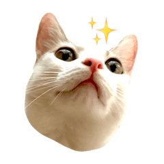 [LINEスタンプ] ツンデレのリオスタンプ