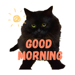 [LINEスタンプ] 黒猫のちょこ