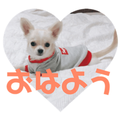 [LINEスタンプ] チワワディオくん