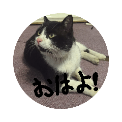 [LINEスタンプ] 【猫のみぃスタンプ】