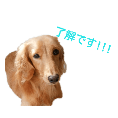 [LINEスタンプ] ダックスフンドのコロネ！！