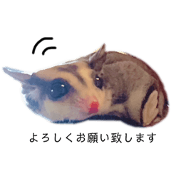 [LINEスタンプ] ももんがるーちゃんの日常スタンプ