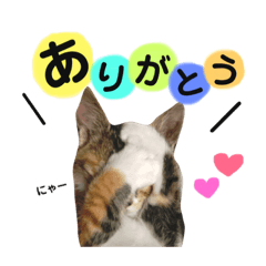 [LINEスタンプ] はち子 