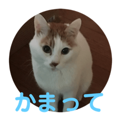 [LINEスタンプ] 愛猫メイちゃんスタンプ 