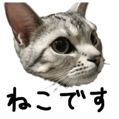 [LINEスタンプ] アメショのりん 
