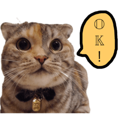 [LINEスタンプ] 小判の日常 
