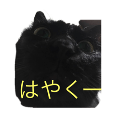 [LINEスタンプ] 黒猫こおちゃんスタンプฅ 