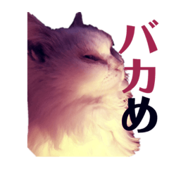 [LINEスタンプ] ブサ可愛いってこうゆうことだぞ？ 