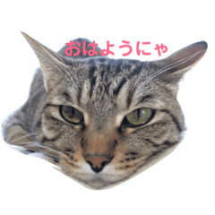 [LINEスタンプ] うちのボクにゃ 