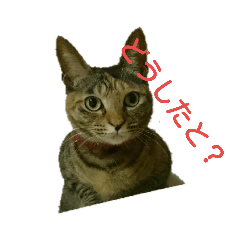 [LINEスタンプ] 可愛い猫の咲ちゃんです 