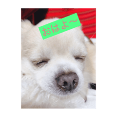 [LINEスタンプ] 日常使える！チワワれおのスタンプ！ 