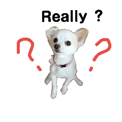 [LINEスタンプ] チワワことば英語版
