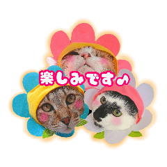 [LINEスタンプ] メッシュのかわいいお花さんたち～敬語ver