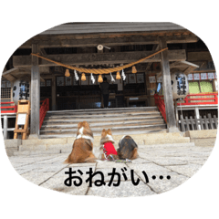 [LINEスタンプ] ドラシュタのびメイベルアズ 