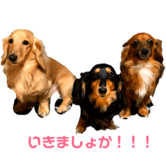 [LINEスタンプ] 関西弁 愉快なダックスフンド❤️ 