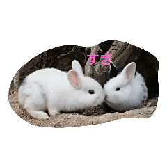 [LINEスタンプ] the rabbits in Rabbit Island 