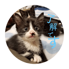 [LINEスタンプ] プロテクションにゃんvol.1