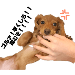 [LINEスタンプ] ぷりてぃぷりんちゃん 