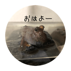 [LINEスタンプ] カエルアンコウ とトビハゼ 