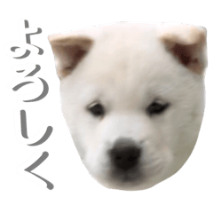 [LINEスタンプ] 紀州犬 けんちゃん