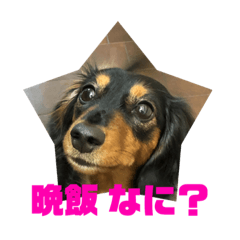 [LINEスタンプ] 愛犬の挨拶 ⑦