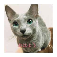 [LINEスタンプ] かわいい癒されねこ 